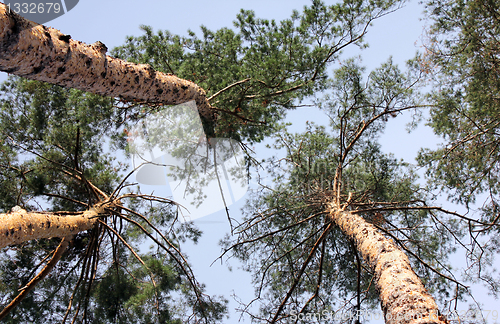Image of Pines