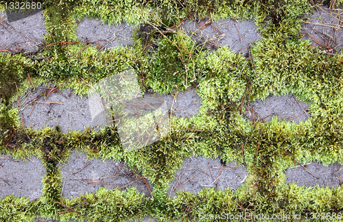 Image of Moss and Stones