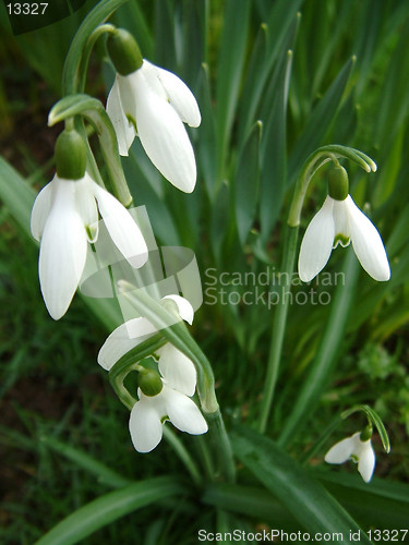 Image of snowdrops