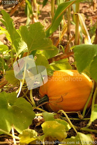 Image of Growing pumpkin