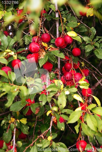 Image of Growing plums