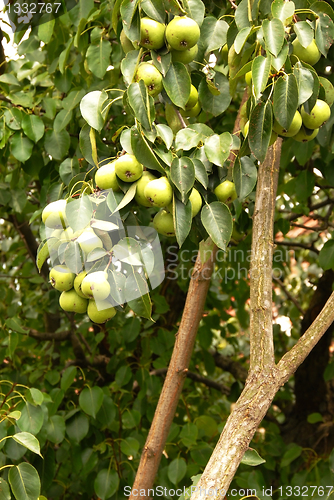 Image of Growing pears