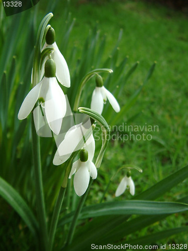 Image of snowdrops left