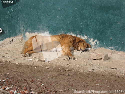 Image of Relaxing dog, Kashmir