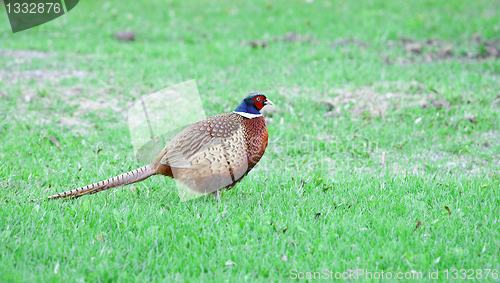 Image of Pheasant (Phasianus colchicus)