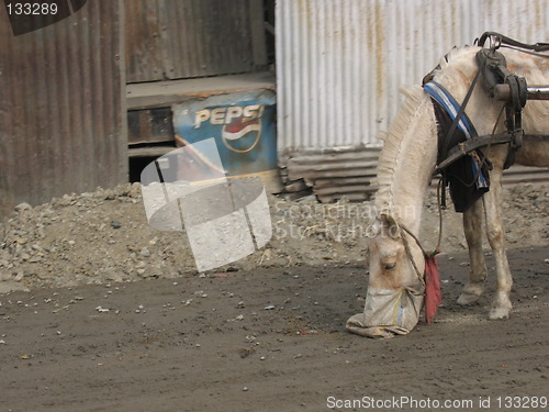 Image of Kashmir horse