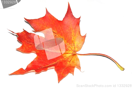 Image of Autumn maple leaf