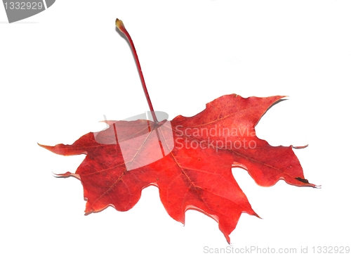 Image of Red autumn maple leaf