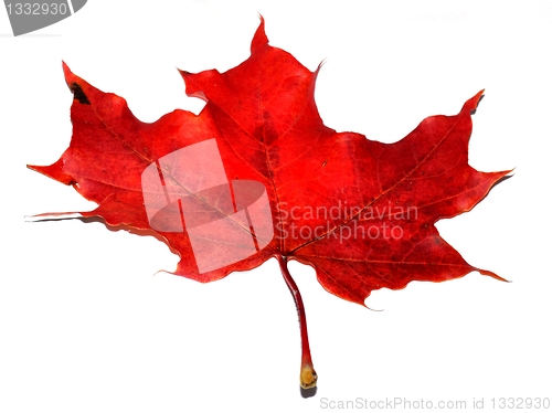 Image of Red autumn maple leaf