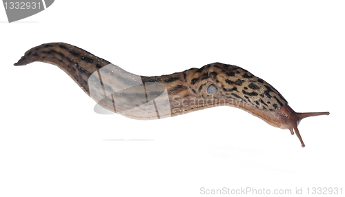 Image of Limax maximus