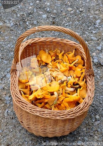 Image of Chantarelles in basket