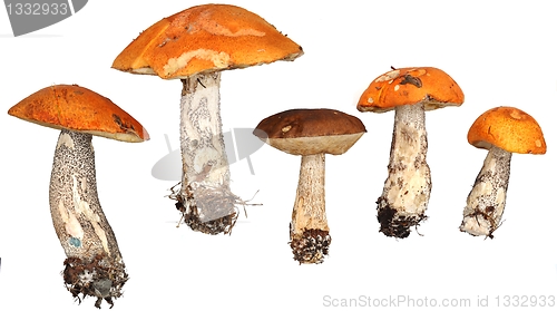 Image of  Mushrooms