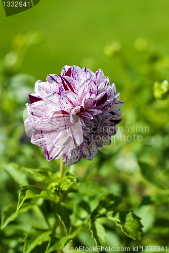 Image of Dahlia Marble Ball