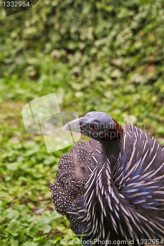 Image of Vulturine Guineafowl