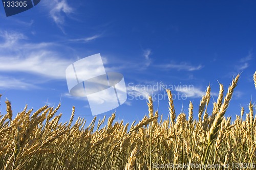 Image of Summer wheat
