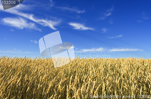 Image of Wheat field