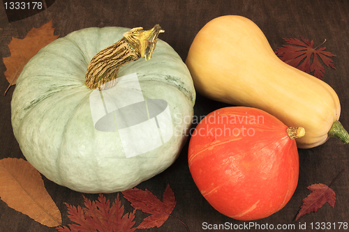 Image of Pumpkins.