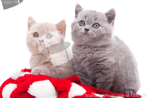 Image of two British kittens in red and white hat