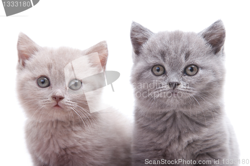 Image of two British kittens