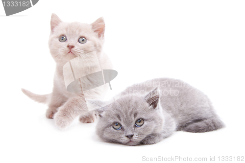 Image of two cute British kittens