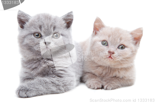 Image of two British kittens