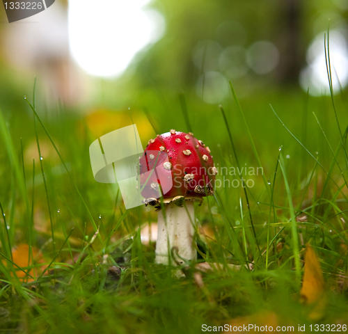 Image of Red Toadstool