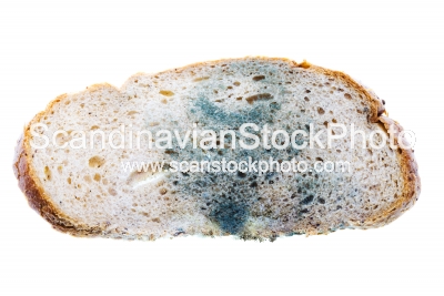 Image of Mold on bread
