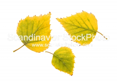 Image of Birch leaves