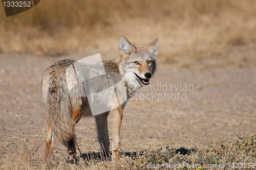 Image of Wild Coyote