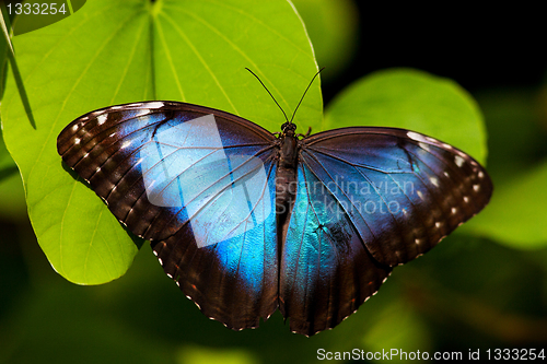 Image of Blue Butterfly