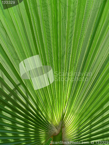 Image of palm