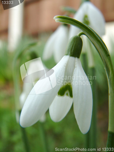 Image of closeup of a snowdrop