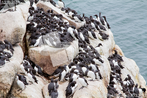 Image of razorbills colony