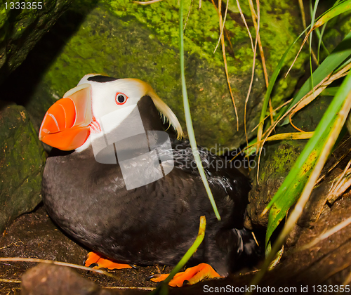 Image of puffin (Fratercula) 4