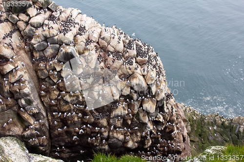 Image of razorbills & seagulls