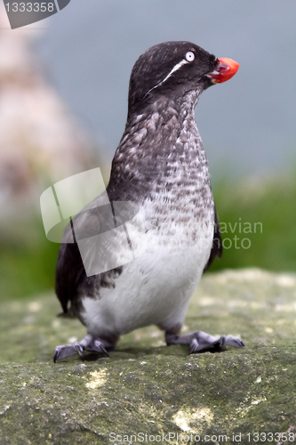 Image of puffin chick (Fratercula)