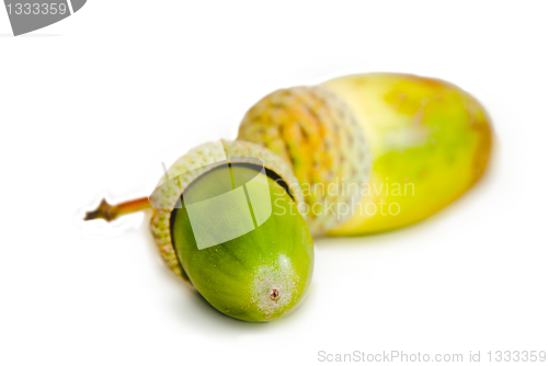 Image of Acorns