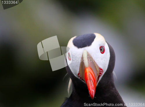 Image of puffin (Fratercula) 3