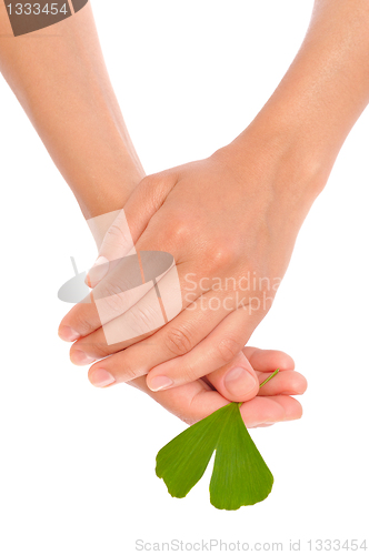 Image of Hands of young woman holding ginkgo leaf
