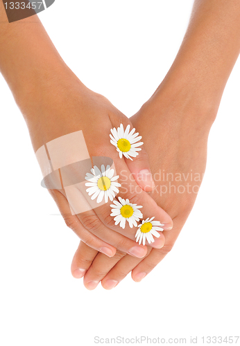 Image of Hands of young woman with chamomile flower heads