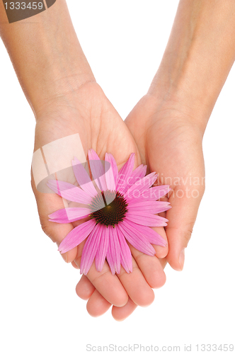 Image of Hand of young woman holding Echinacea flower