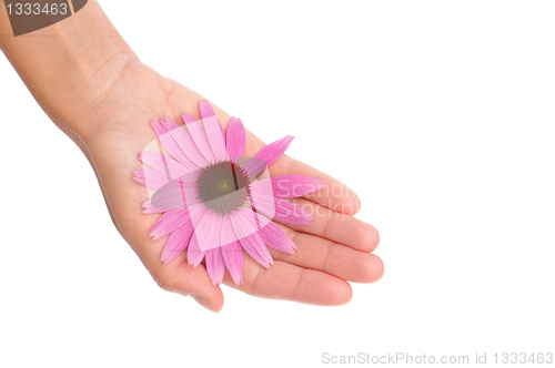 Image of Hand of young woman holding Echinacea flower