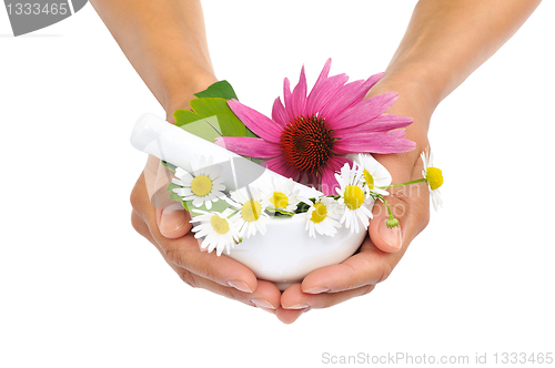 Image of Young  woman holding mortar with herbs – Echinacea, ginkgo, chamomile