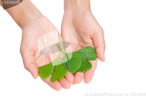 Image of Hands of young woman holding ginkgo leaves