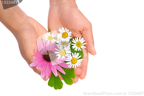 Image of Hands of young woman holding herbs – echinacea, ginkgo, chamomile