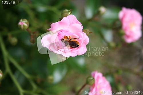 Image of Bee collecting nectar in pink rose