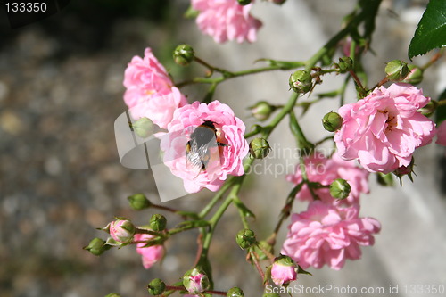 Image of Bumble-bee collecting nectar