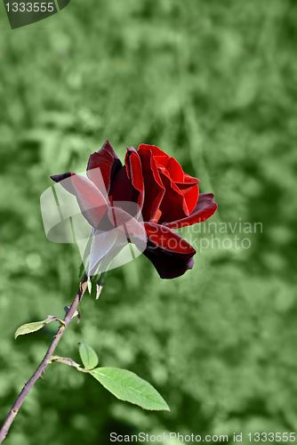 Image of Red Rose