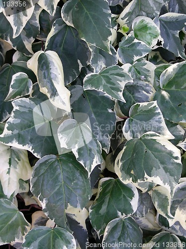 Image of ivy