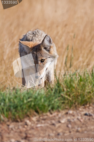 Image of Roadside Coyote